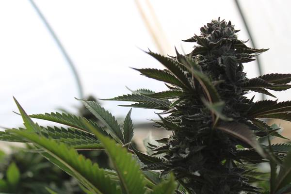 $1 🌿 Cannabis Properties Available – Permitted & Ready to Go! 🌿 (Garberville)63946803738242120