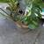 Philodendron Monstera plant in Green Ceramic Pot 7 thumbnail