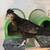 Laying hens available - breeding stock qualilty chickens 7 thumbnail