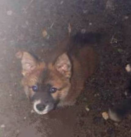 Im Looking for these puppies to buy 1