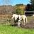 Mules 1 thumbnail