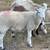 6 lambs, wethers 2 thumbnail