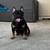 Female French Bulldog 2 thumbnail