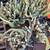 Available 10/25 - 10 EACH POTTED PEANUT CACTUS PLANT BLOOMS ORANGE-RED 3 thumbnail