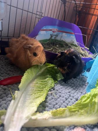 Guinea pigs63853558056321120
