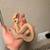 Reptiles/snakes 21 thumbnail