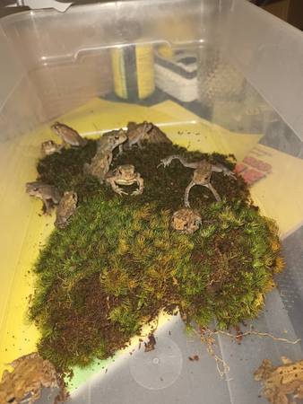 American toad 1