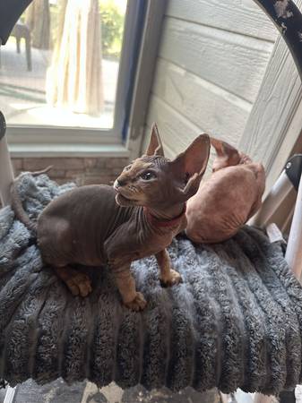 Gatitos sin pelo (Cheyenne wy)63655906953603121