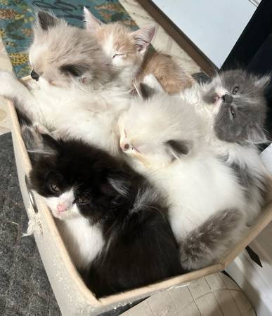 Gatitos cruce Himalaya para reubicar (Remsen)63840149884673120