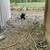 Cats 6 thumbnail