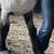 Hampshire Ewe Lamb 3 thumbnail