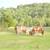 Belgian Horses 5 thumbnail