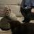 Kittens Need Good Homes 1 thumbnail
