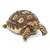 REPTILE PET STORE!!--LOOK!! 22 thumbnail
