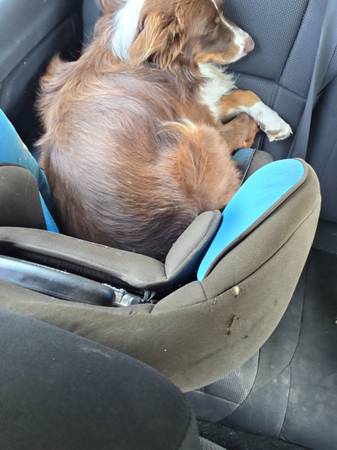 Mini aussie 1