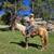 Family Horses 1 thumbnail