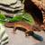 Leopard gecko 1 thumbnail