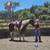 APHA gelding 13 thumbnail