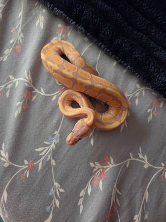 Banana double het puzzle / desert ghost 1