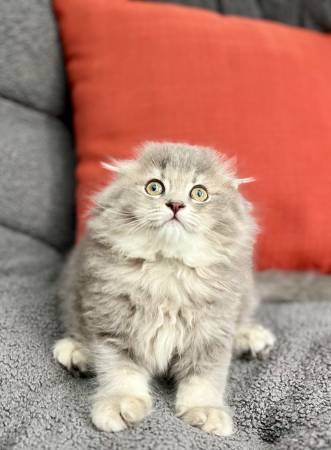 Fluffy kitten63684471512577120
