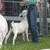 Goat doeling 6 thumbnail