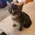 Kittens to a Good Home 1 thumbnail