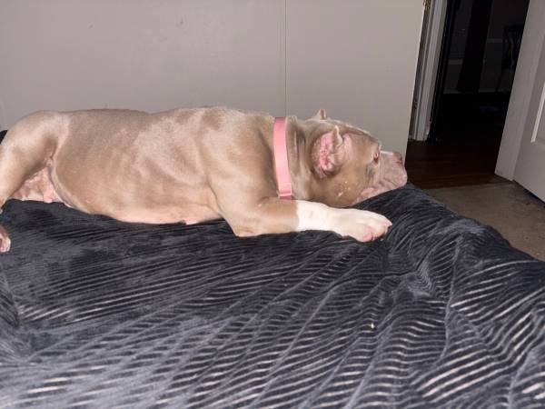 Pocket bully63988255359490120