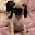 Pug 6 thumbnail