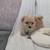 Eight weeks old pom 10 thumbnail