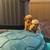 Golden Retriever puppies 1 thumbnail