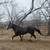 Black Stallion 1 thumbnail