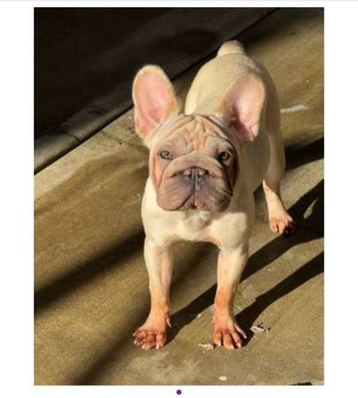 Rehoming French bulldog 1