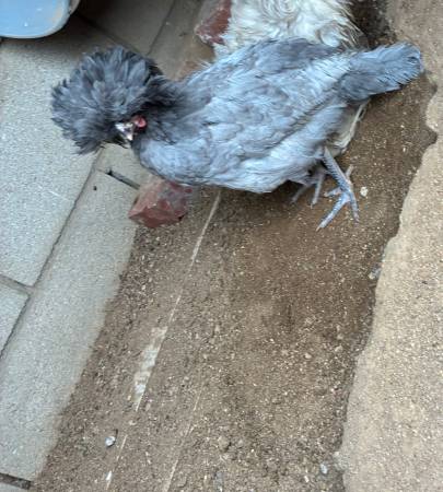 Polish Rooster Gallo - $25 (Pearblossom)63470808085121120