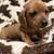 Mini doxies (Poughkeepsie) 2 thumbnail