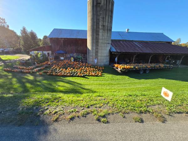 Pumpkins 1