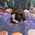 Boston Terrier for Rehoming 7 thumbnail