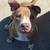 American Bulldog/American Pitbull Terrier 6 thumbnail