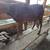 Nubian female milking goat 4 thumbnail