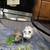 Male Guinea pigs 2 thumbnail