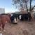 Bred cows 9 thumbnail