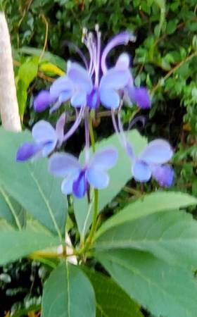 Butterfly Plant/Shrub/Bush - $45 (Santa Monica)63471467456003121