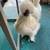 FREE SILKIE ROOS 1 thumbnail