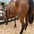 Thoroughbred mare 5 thumbnail