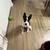 Husky/German Shepherd 1 thumbnail