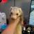 Ferrets 5 thumbnail