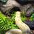Black Pastel Albano ball python 3 thumbnail