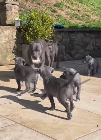 calm nature pups 1