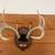 Deer antlers wall mount 2 thumbnail