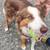 Smudgie the Dog Needs a New Home 2 thumbnail