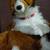 Sheltie or Collie stuffed animals plus figurines good 3 thumbnail